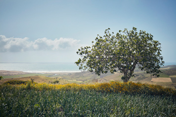 Fotografía de un árbol en un jardín
